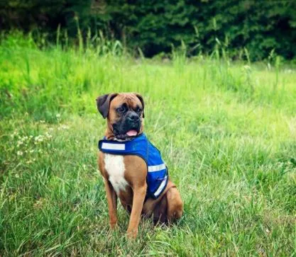 PooBoss Reflective Dog Vest